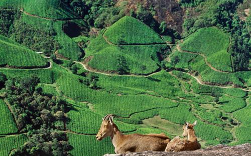 Eravikulam National Park