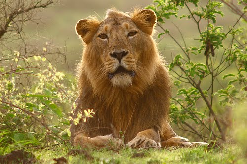 Gir_National_Park