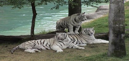 Nandankanan sanctuary