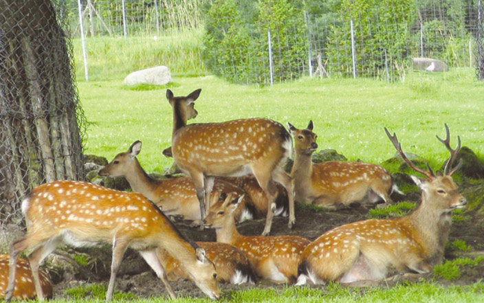 bandhavgarh