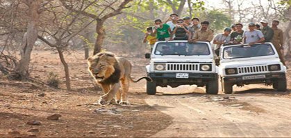 Gir national park safari