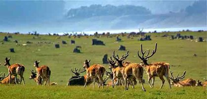 Jim Corbett National Park