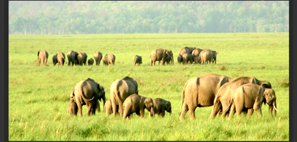 Keoladeo National Park