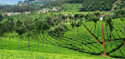 Tea Garden, Coonoor