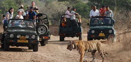 Corbett Jeep Safari