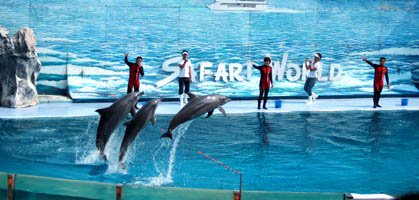 Dolphin Show