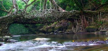 Natural Living Root Bridge ,Cherrapunji