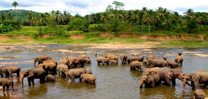 Pinnawala elephant orphanage