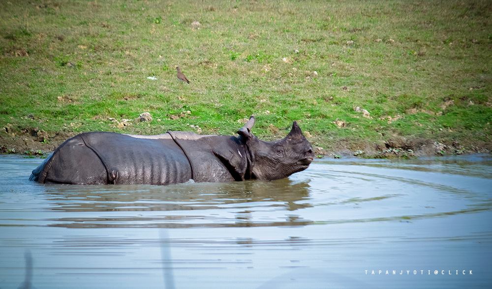 RHINO
