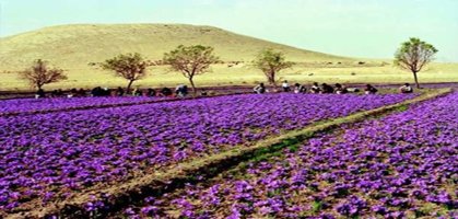 Saffron Feild,  Pahalgam