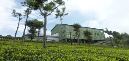 Tea Factory