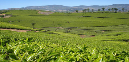 Tea Gardens