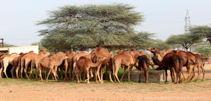 Camel Research Farm