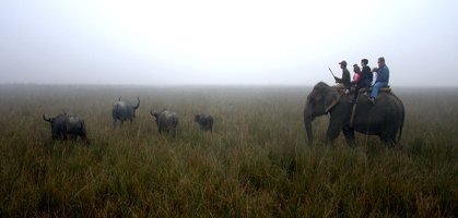 Elephant Safari Pobitora