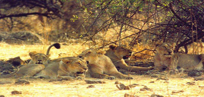 Gir Wildlife Sanctuary