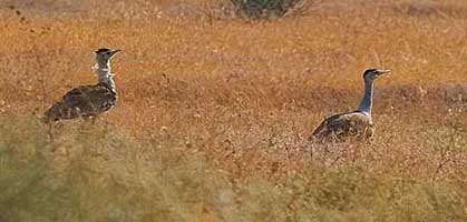 Kutch Bustard Sanctuary