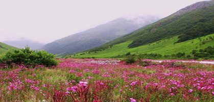 Yumthang Valley