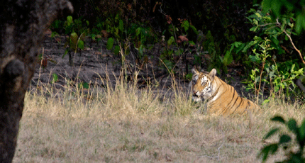 Bandhavgarh National Park