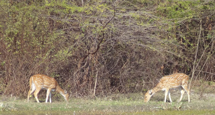 Bharatpur Sanctuary