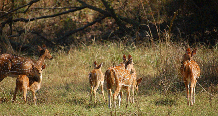Rajaji National Park