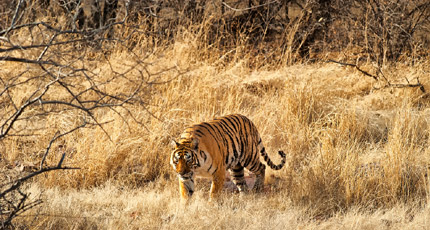 Ranthambhore