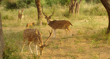 Sariska