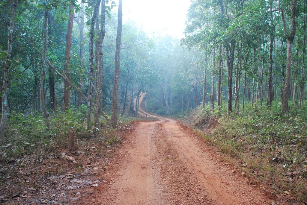 A ROAD THROUGH SIMLIPAL NATIONAL PARK