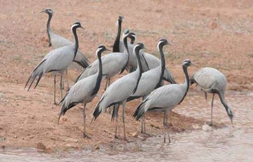 Birds Inside the Desert National Park