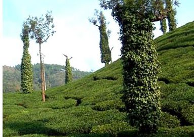Chikmagalur beauty