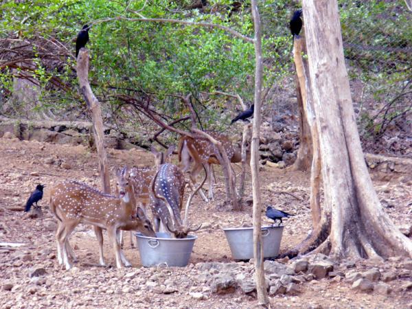 Deer in sanjay gandhi national park