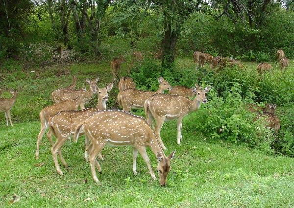 Deers Grazing in the Chandoli National Park