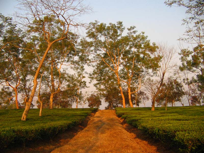 Dispur tea garden