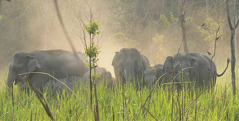 Elephants Cruise in Manas, Brahmaputra
