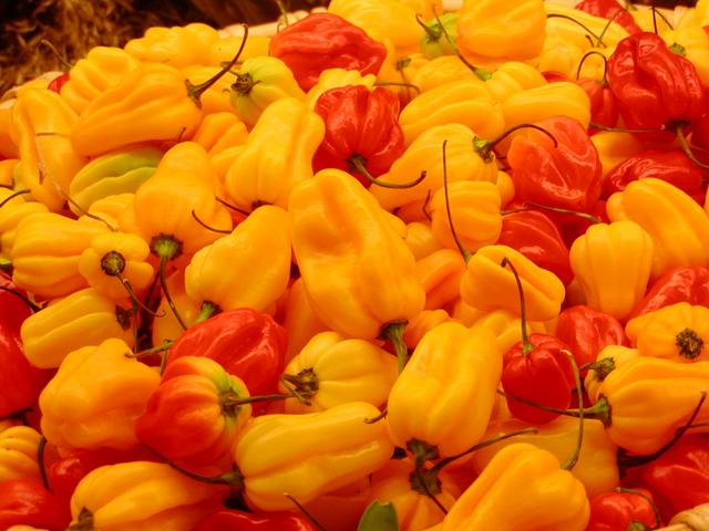 Famous Chilli of Assam