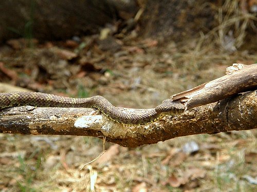 Indian Snake