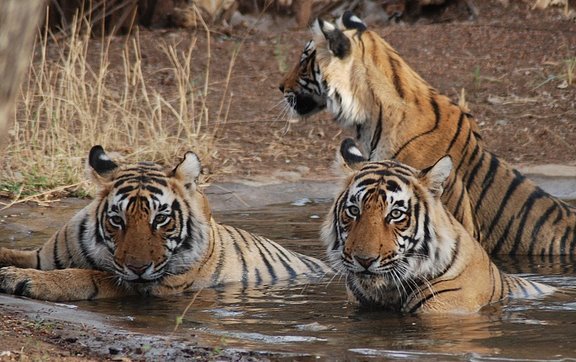 Indian Tiger in Bandhavgarh