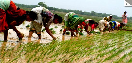 Jharkhand cultivater