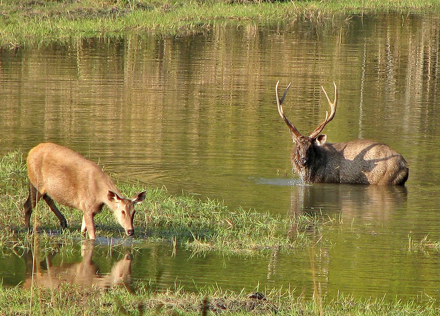 Kanha National Park Wildlife