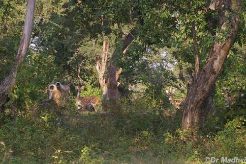 Khajuraho Wildlife