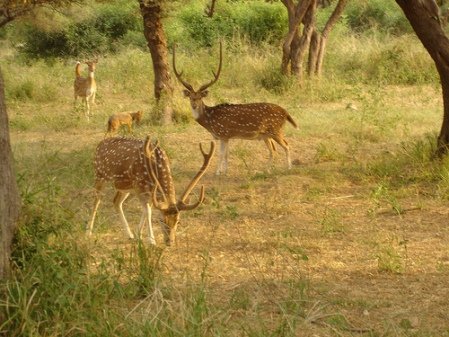 Kumbhalgar Wild life Sanctuary Udaipur