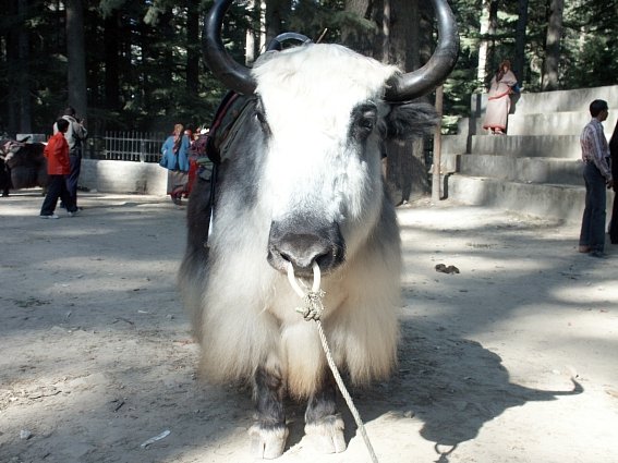 Manali  Yak