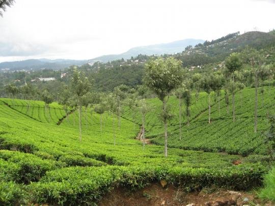 Ooty Hill Station