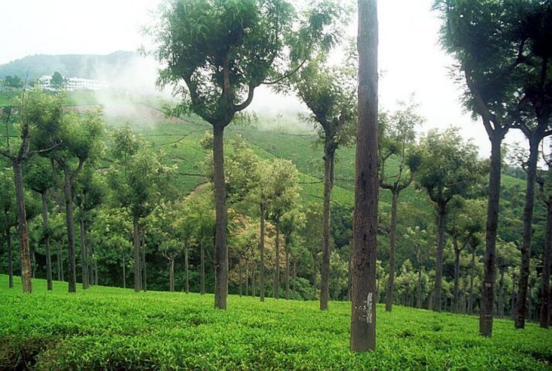 Ooty View