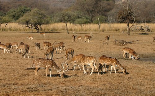 Ranthambore National Park, Rajasthan