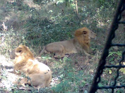 Sanjay Gandhi National Park Lions