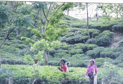 Tea Garden Workers