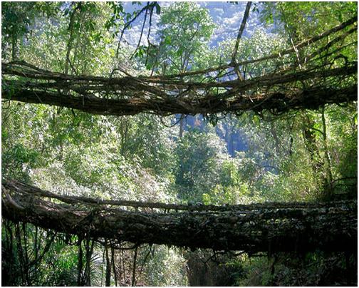 The Living Bridges of Cherrapunji