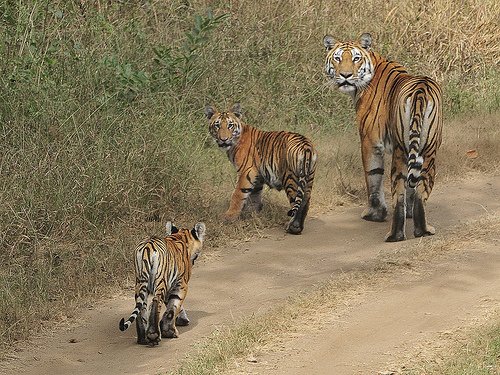 Tiger in Pench National Park