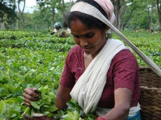 Tinsukia Tea Garden