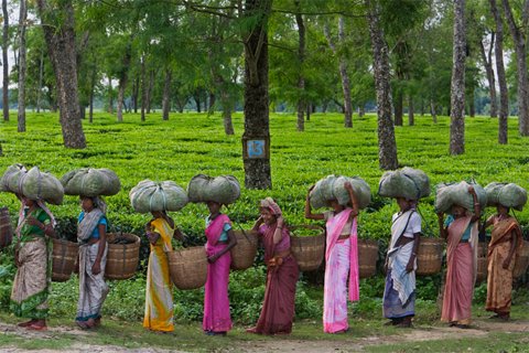 Women Pick Up Tea Leaves At A Tea Plantation Bordering Kaziranga